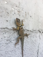 Sceloporus cyanogenys