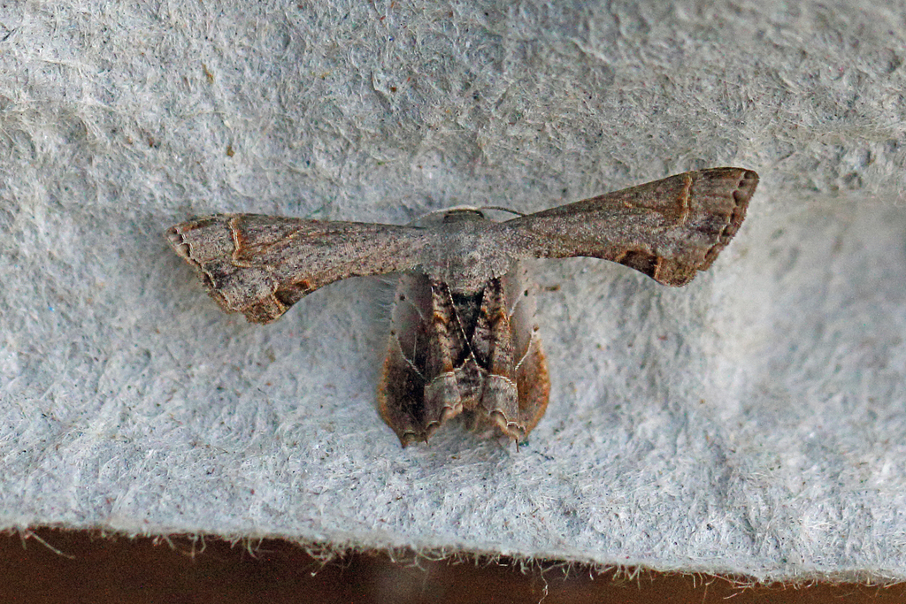Cotton Leaf Roller