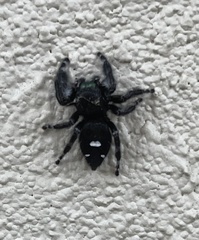 Phidippus audax