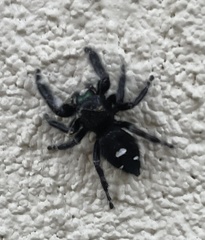 Phidippus audax