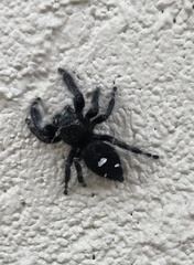 Phidippus audax
