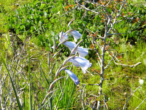 Image of Gladiolus caeruleus by no rights reserved