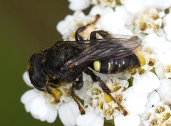 Oxybelus trispinosus