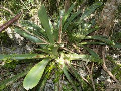 Wittmackia caymanensis