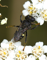 Oxybelus trispinosus