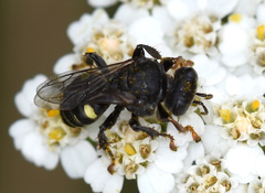 Oxybelus trispinosus