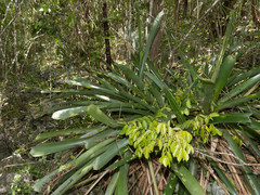 Wittmackia caymanensis