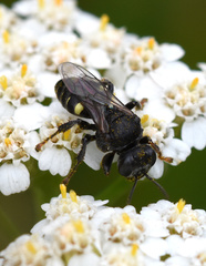 Oxybelus trispinosus