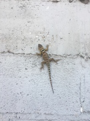 Sceloporus cyanogenys