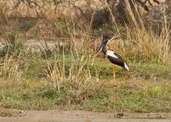 Ephippiorhynchus asiaticus