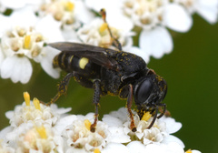 Oxybelus trispinosus