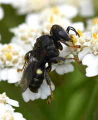 Oxybelus trispinosus