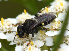 Oxybelus trispinosus