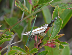 Crambus hamella