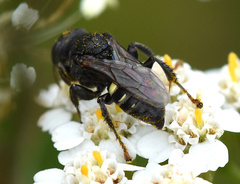 Oxybelus trispinosus