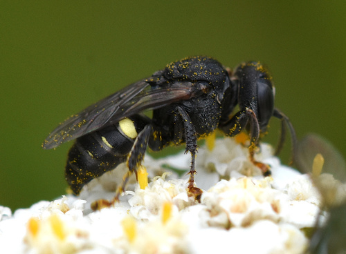 Representative image of Oxybelus trispinosus