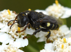 Oxybelus trispinosus