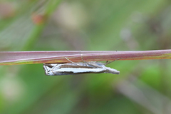 Crambus hamella