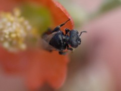 Macroteropsis