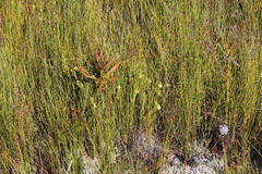 Campylostachys cernua