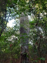 Ceiba glaziovii