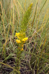 Alectra sessiliflora sessiliflora