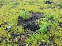 Pelargonium althaeoides