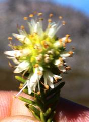 Campylostachys cernua