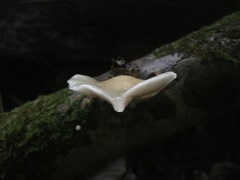 Crepidotus luteolus