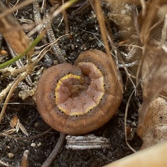 Lacanobia oleracea