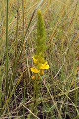 Alectra sessiliflora sessiliflora