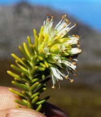 Campylostachys cernua