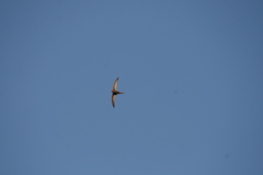 Apus pallidus