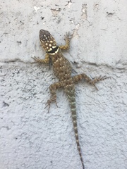 Sceloporus cyanogenys