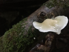 Crepidotus luteolus