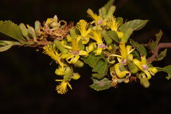 Grewia flavescens