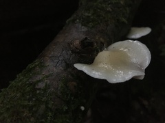 Crepidotus luteolus