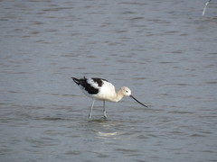 Recurvirostra americana