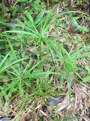 Cyperus meyenianus