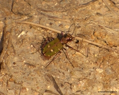 Cicindela