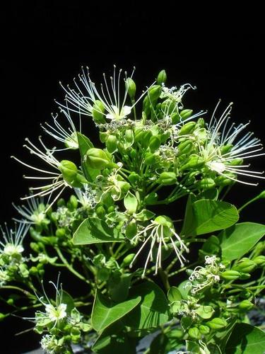 Bush Maerua