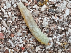 Monostegia abdominalis