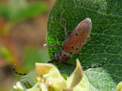 Tetraopes annulatus