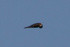 Apus pallidus