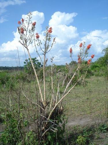 Redhot Poker Tree