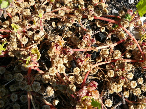 Cleretum herrei (Cleretum herrei)