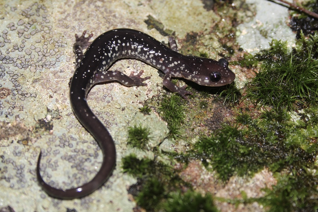 White-Spotted Salamander