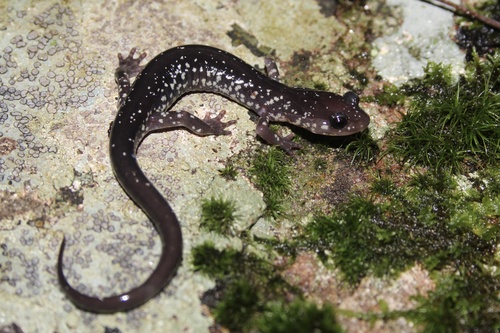 Cow Knob Salamander