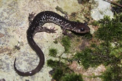 Plethodon punctatus