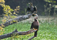 Anhinga melanogaster
